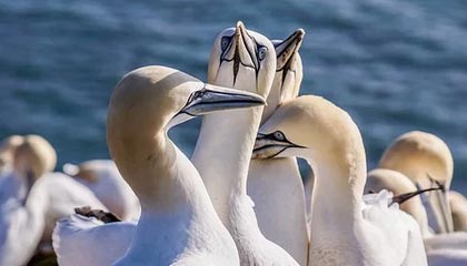 九游娱乐(jiuyou)官网-悉尼国王季中引援助力球队，悉尼国王季中引援助力球队是谁