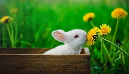 九游娱乐(jiuyou)官网-悉尼国王季中引援助力球队，悉尼国王季中引援助力球队是谁