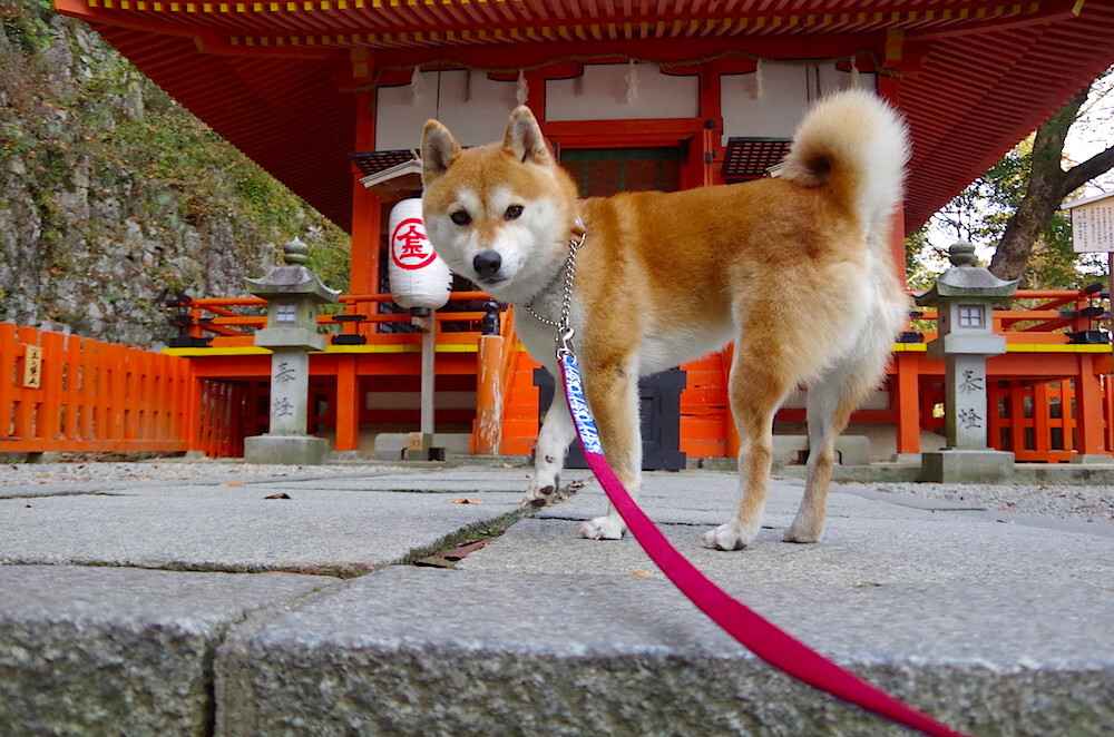 NBA新规出台,裁判判罚引发热议,nba裁判决定比赛