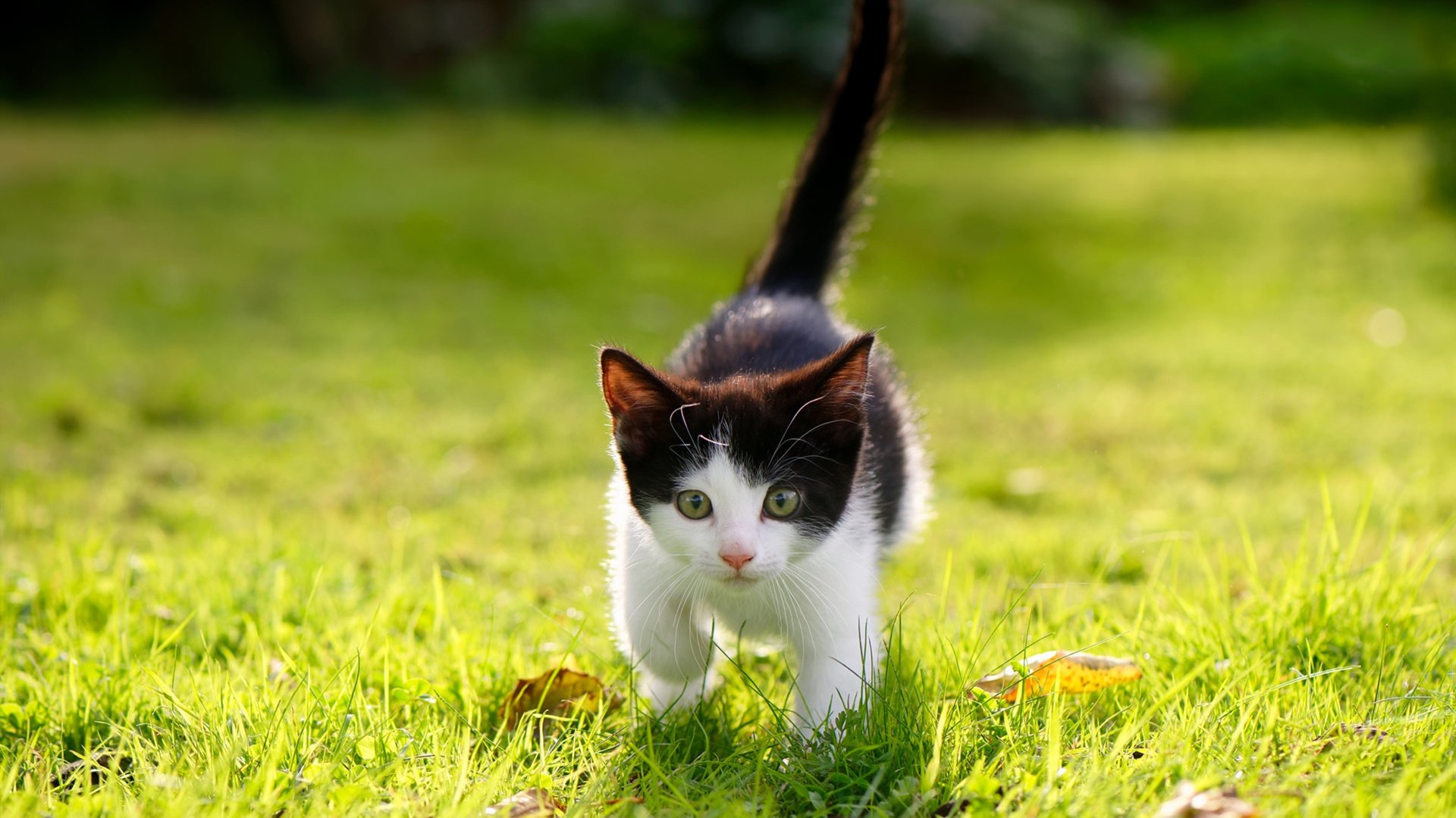 _创新型赛事：引入虚拟现实技术吸引新一代观众_，虚拟创新项目