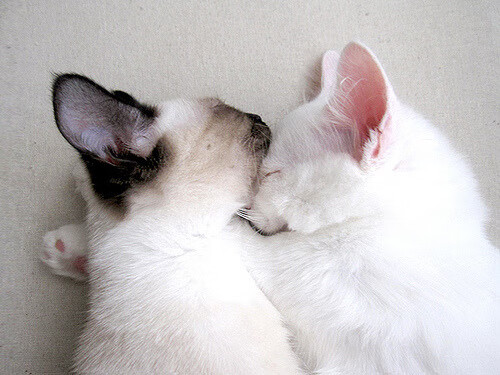 “西甲豪门战术调整,比赛不断推陈出新”,西甲豪门七大豪门