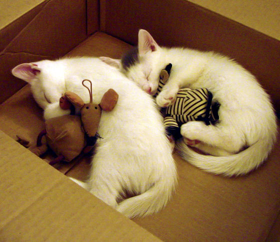 JIU YOU GAME-《激情对决：“黑马”队伍逆袭夺冠》，激情对线是什么意思