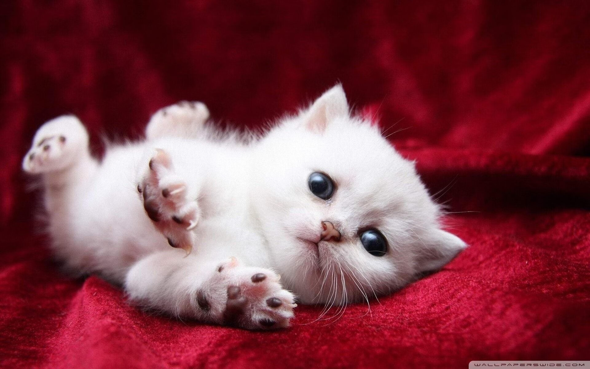 赛季最佳：当周最耀眼的球员表现盘点，2020到2021赛季最佳球员