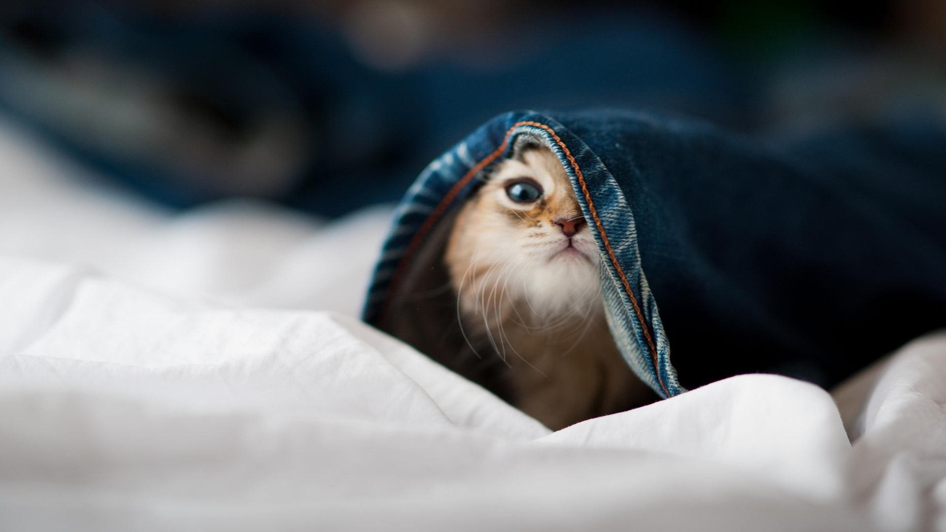 凯撒酋长青训球员升入一线队,展现潜力,凯撒king