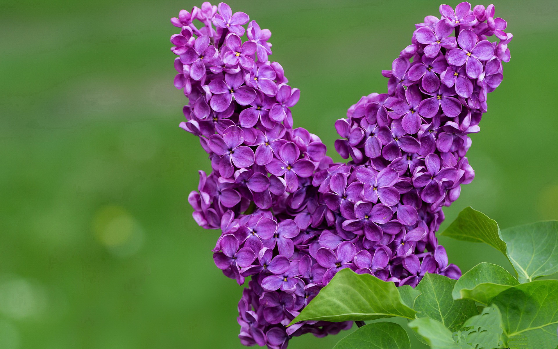 凯尔特人险胜雄鹿，西部决赛中塔图姆带伤作战，塔图姆27分凯尔特人胜猛龙