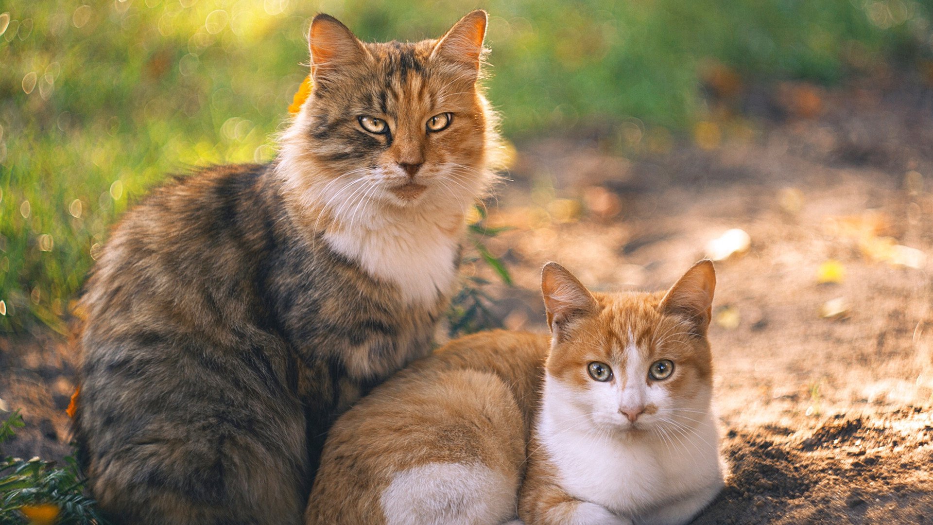 同曦队球队年轻力量快速成长,同曦篮球队名单表