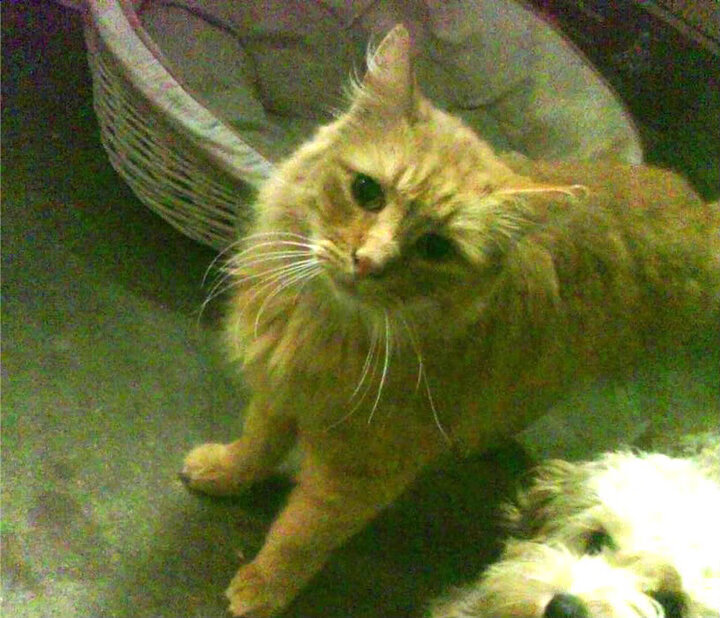 九游娱乐(jiuyou)官网-博卡青年赛季目标明确，博卡青年队竞技的比分预测