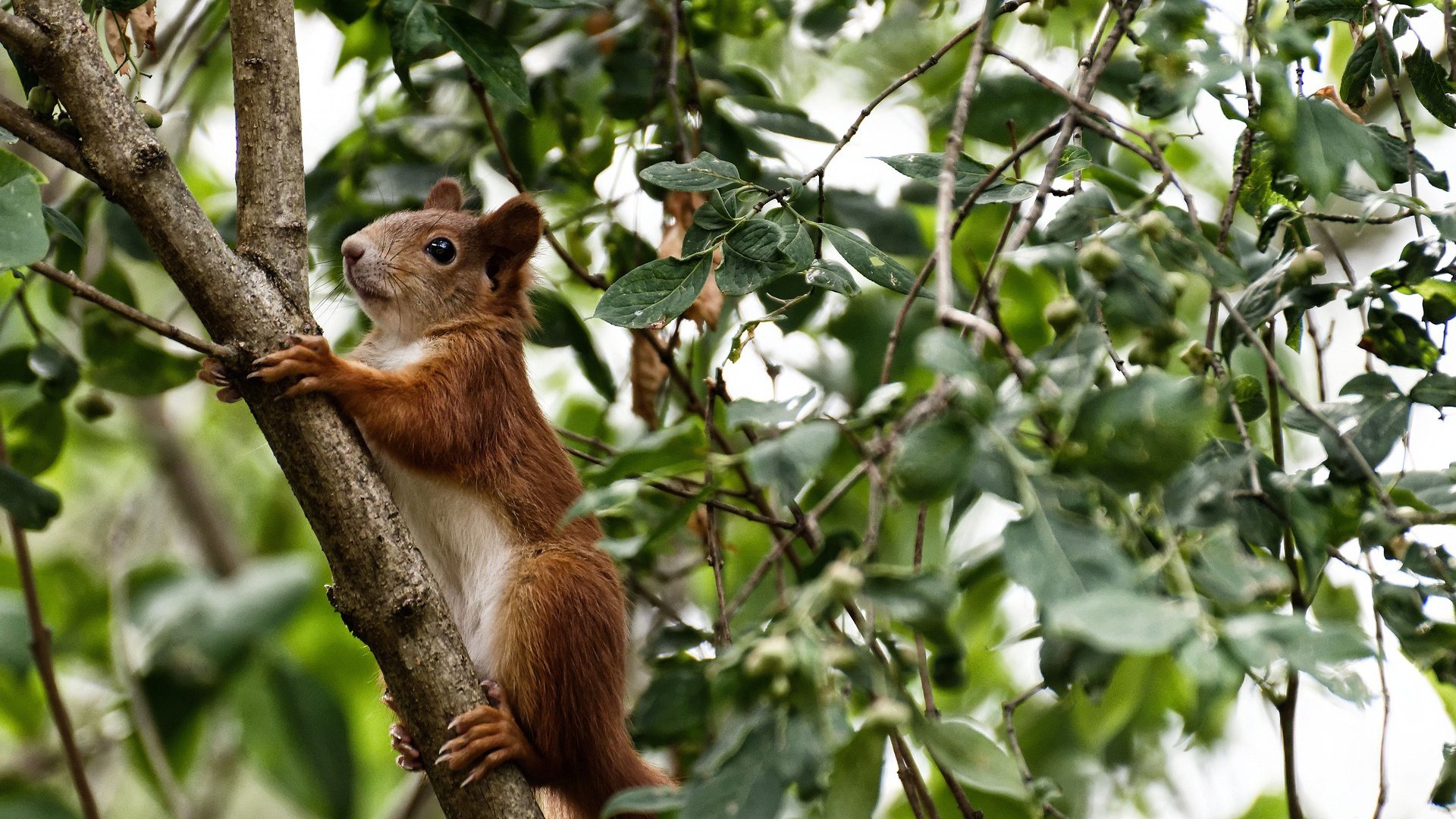悬念丛生拳击临场换对手局势突变,拳击into