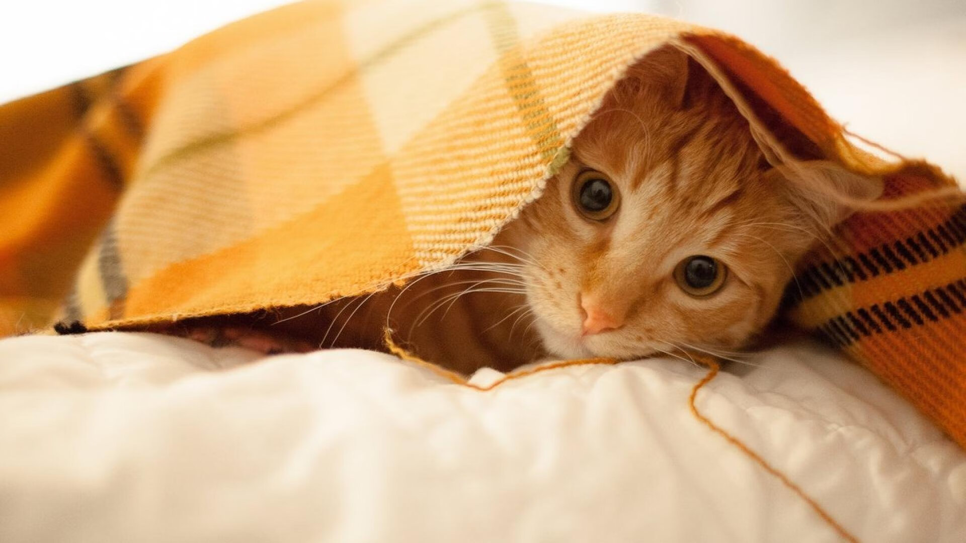 九游jiuyou-杨明阳归化成功，首次入选国家队，归化球员杨明洋