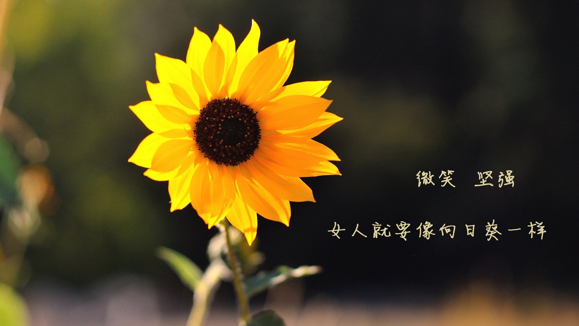 澳大利亚豪门再次挑战国际对手,实力大比拼,澳大利亚土豪travers