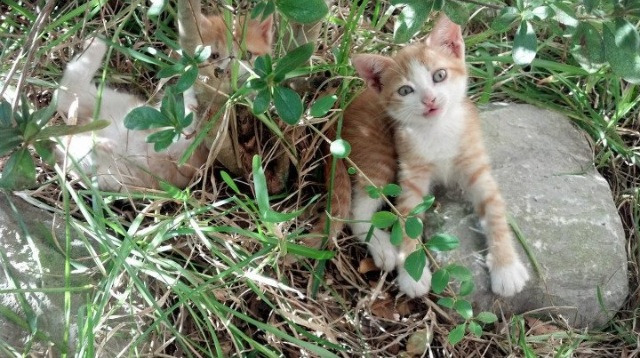 中超外援出场率与胜率相关性分析，中超外援出场规则