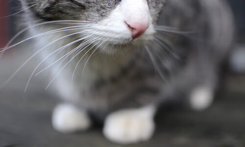 Jiu You-职业运动员心理健康支持服务体系建设建议，职业运动员心理健康支持服务体系建设建议