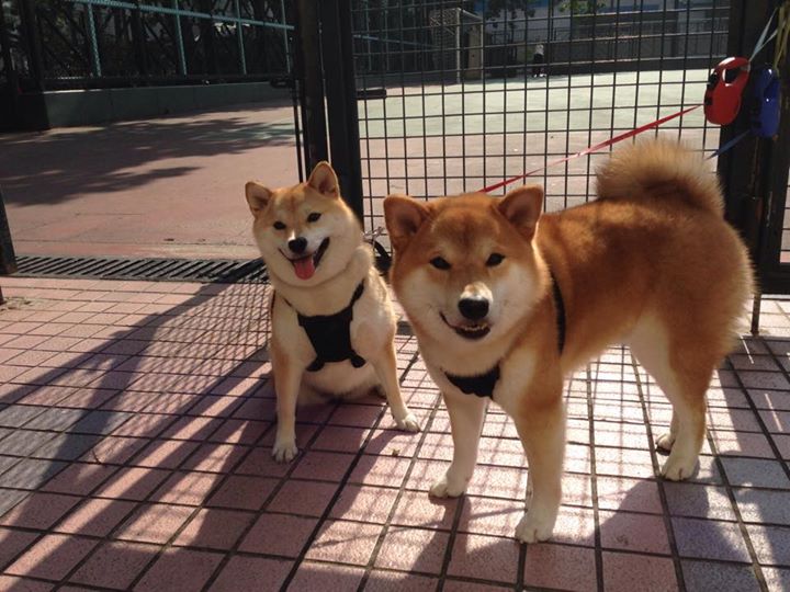 Jiu You-西甲VAR系统语义分析提高裁判判罚一致性研究，var裁判是什么意思