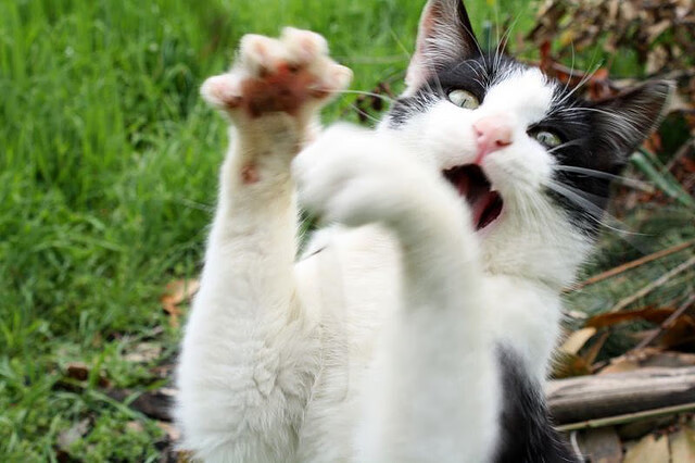 JIUYOU GAMING-2024年埃及队表现：如何迎接全球顶级乒乓对抗，埃及乒乓球名将