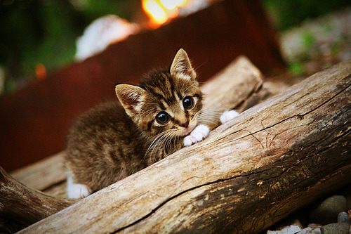中国男篮执行力显著提升 球队凝聚力增强，中国男篮队内训练