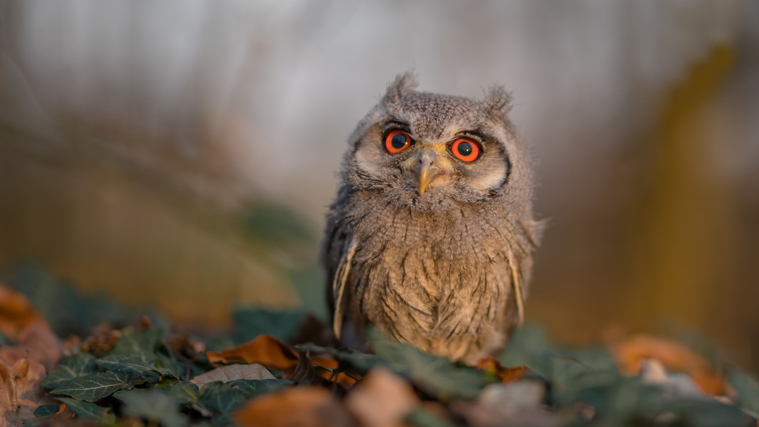 九游官网pc-俱乐部缺乏社区联动提升认同感，俱乐部存在的问题