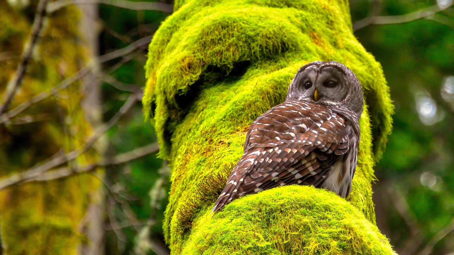 拜仁持续投资数据分析与比赛模型,拜仁投资人