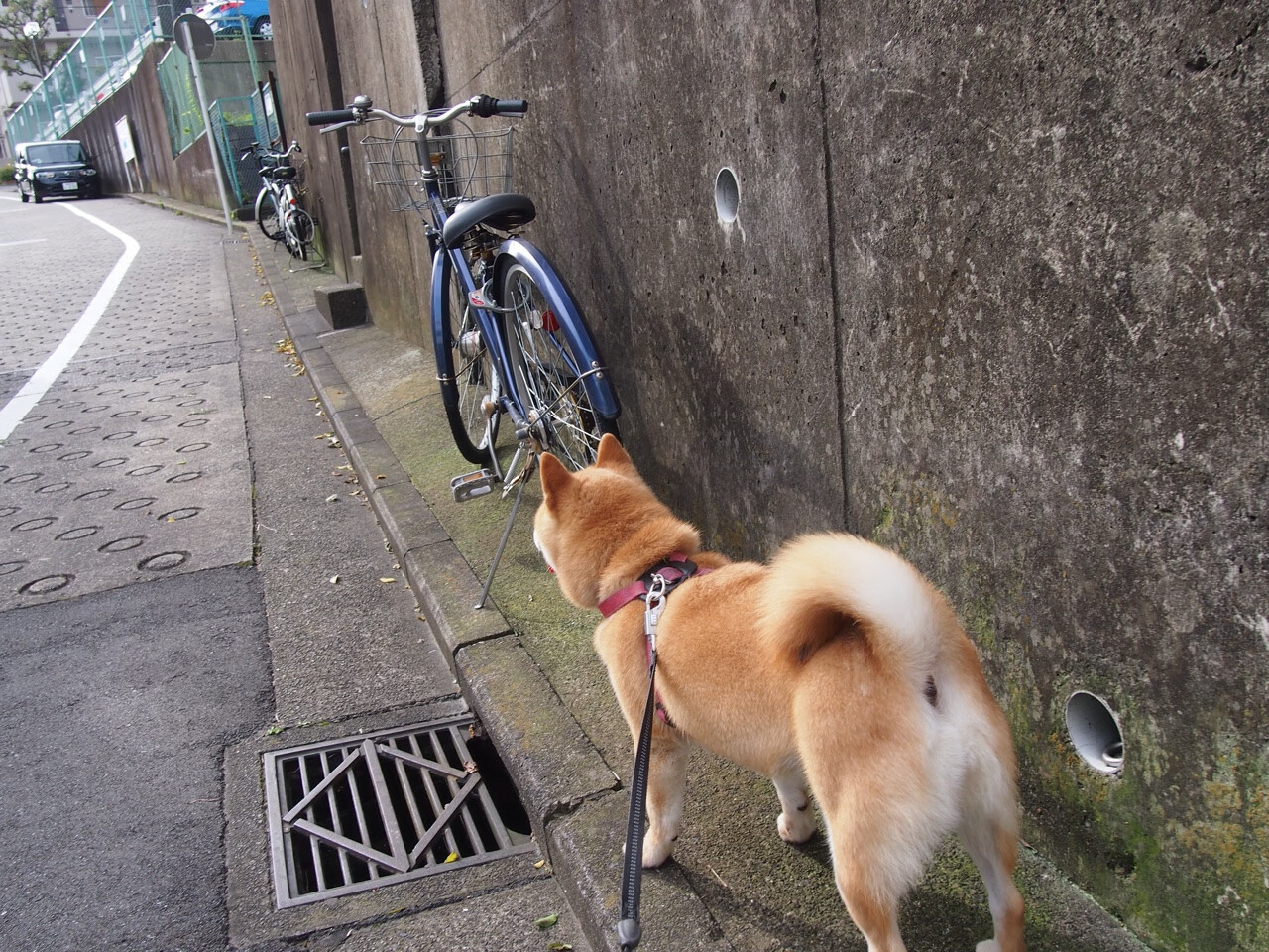 联盟中哪些球队节奏最不稳定,联盟最强球员排名