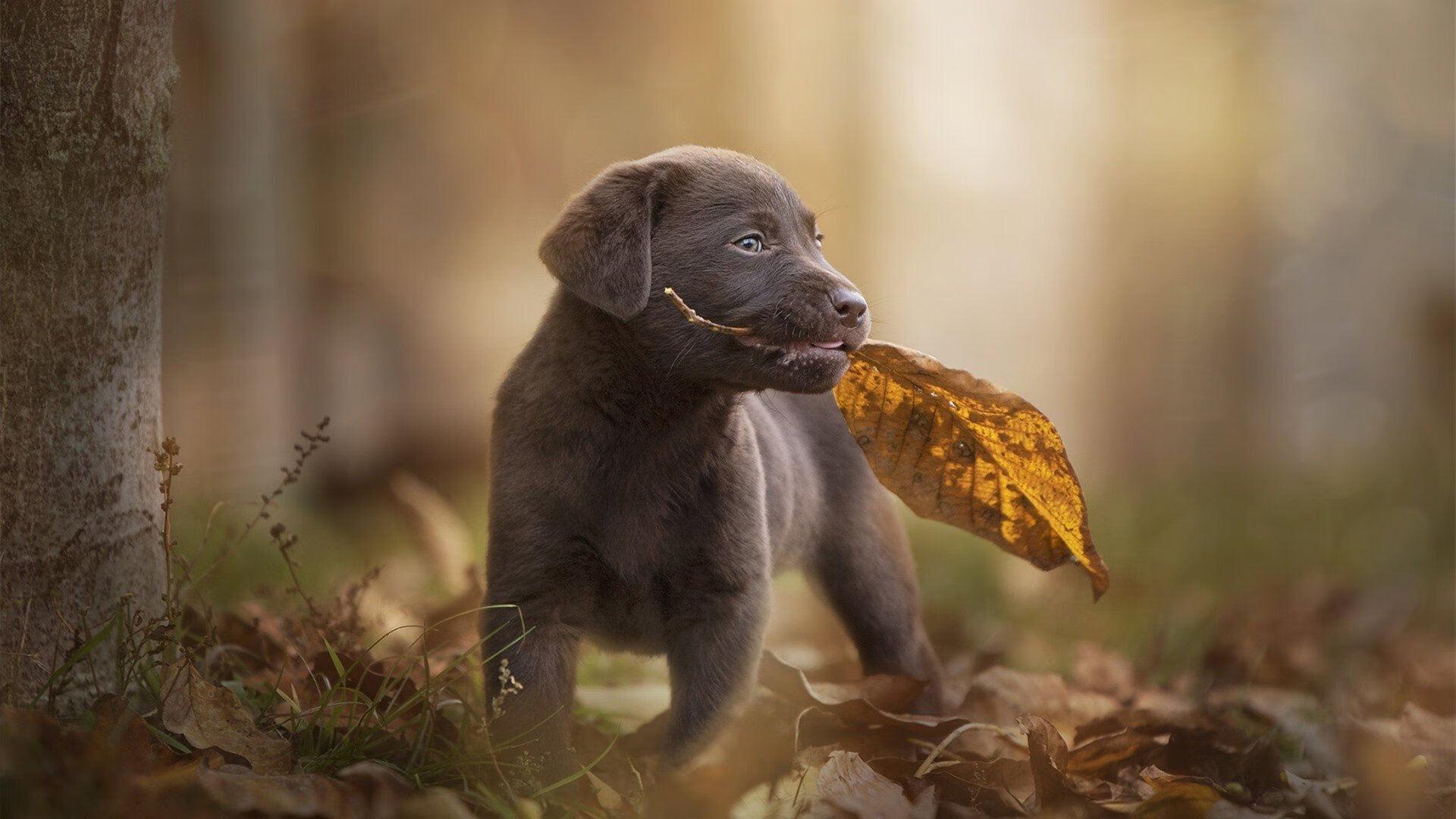 青少年足球训练方法亟需现代化,青少年足球训练课程