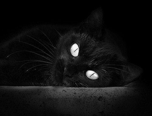 体育新闻中心通报全国自由搏击赛事裁判培训班安排,全国自由搏击锦标赛比赛规则