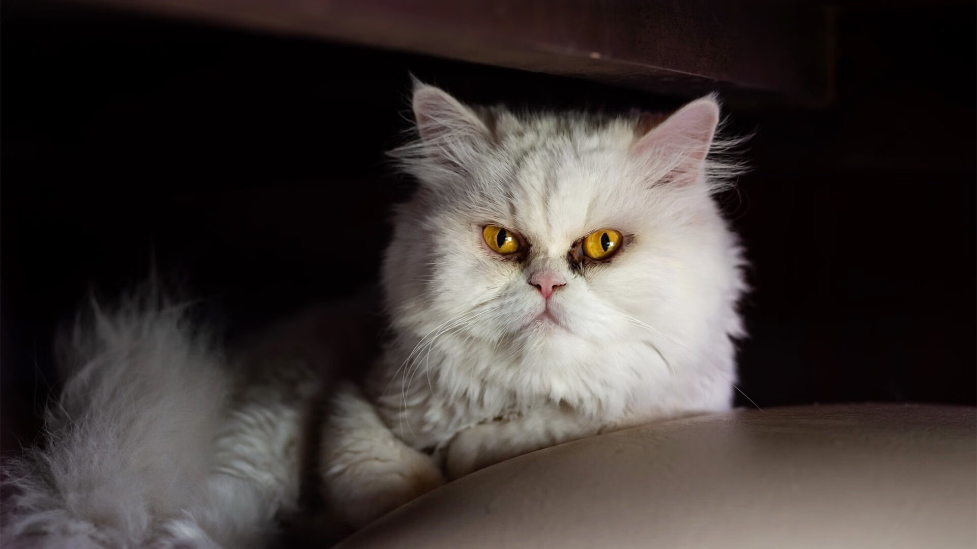 勇士小前锋完成绝杀后泪洒球场,勇士第七顺位小前锋