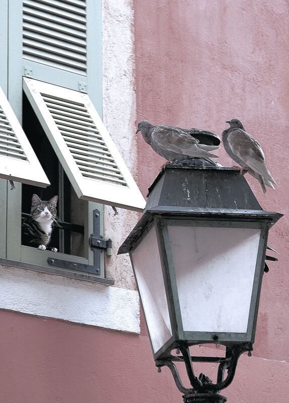 巴勒斯坦男篮在西亚预赛中迎难而上,梦想晋级