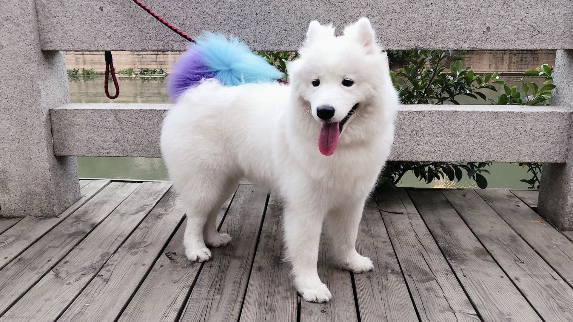 新闻中心发布国家运动心理辅导专项项目启动时间，全国运动心理学学术会议